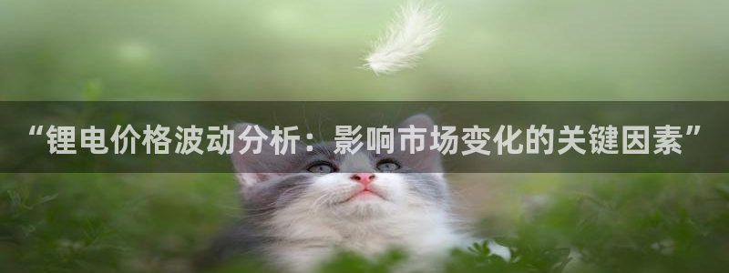 tp钱包如何观察钱包：“锂电价格波动分析：影响市场变化的关键因素”